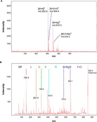 Quantifying the Matrix Metalloproteinase 2 (MMP2) Spatially in Tissues by Probe via MALDI Imaging Mass Spectrometry